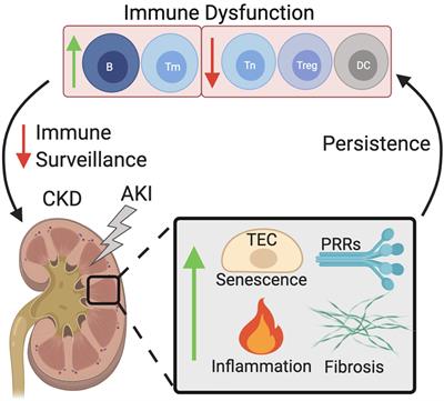 Frontiers | Senescence And The Aging Immune System As Major Drivers Of ...